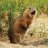 Prairie_dog